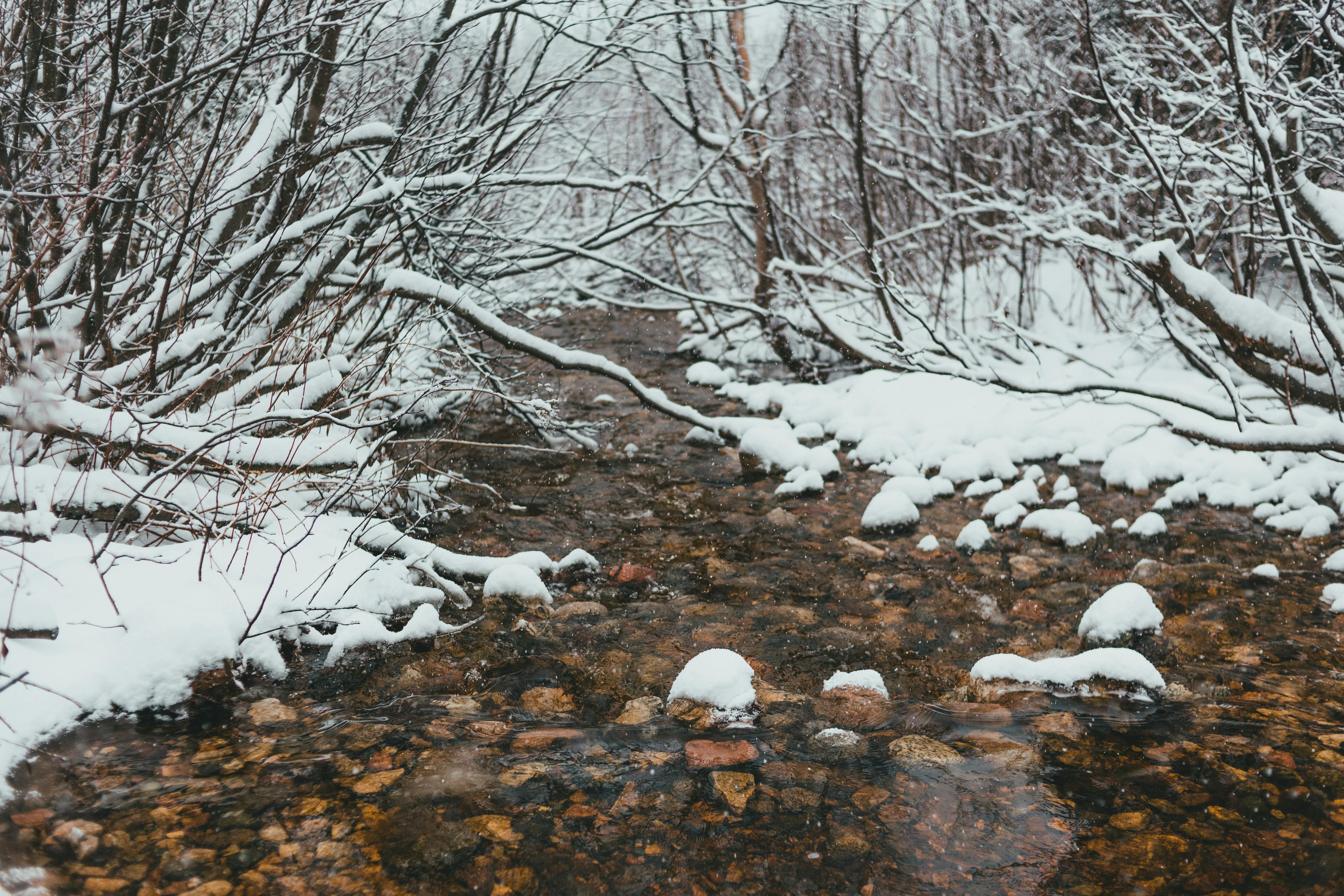 creek near snowy coast with trees