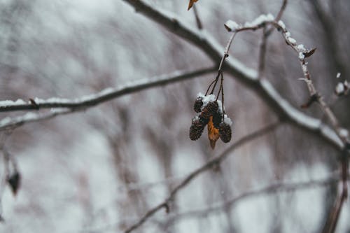 Leafless tree branches with brown cones covered with white snow in winter forest in daytime