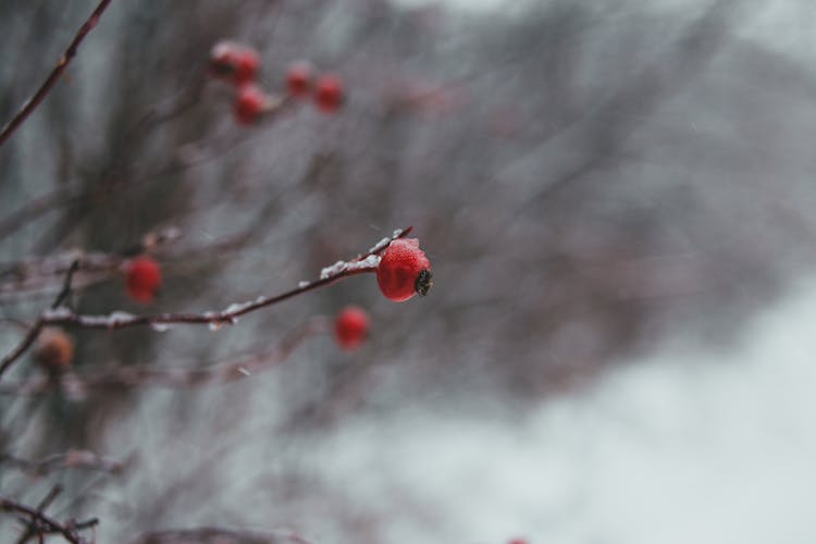 Tree Branches With Red Berries In Winter Forest