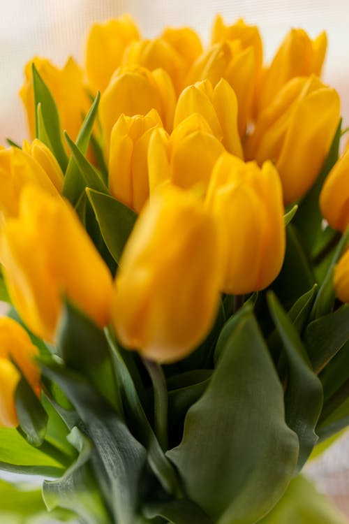 Close-Up Shot of Yellow Tulip Flowers