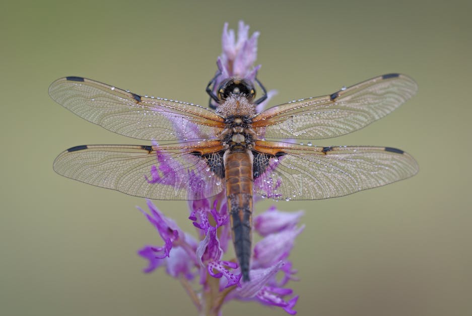 Black and Brown Dragonfly on Purple and Pink Flowers