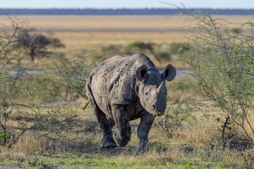 A Rhino on the Grass Field