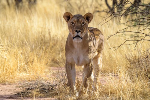 A Lioness on the Grassland