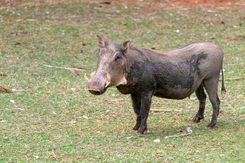 Free A detailed image of a warthog standing in the grasslands of Namibia. Stock Photo