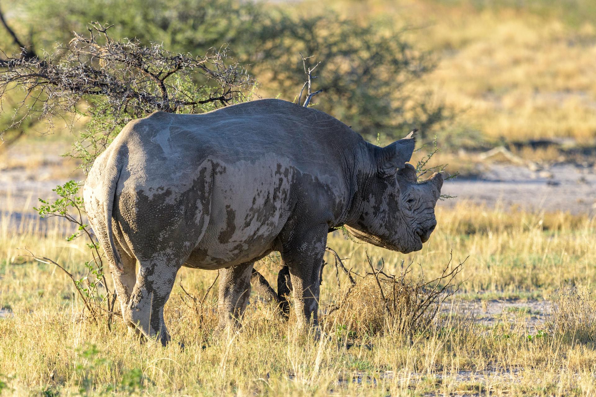 Close-up of a black rhinoceros standing in the Namibian savannah, showcasing its natural habitat.