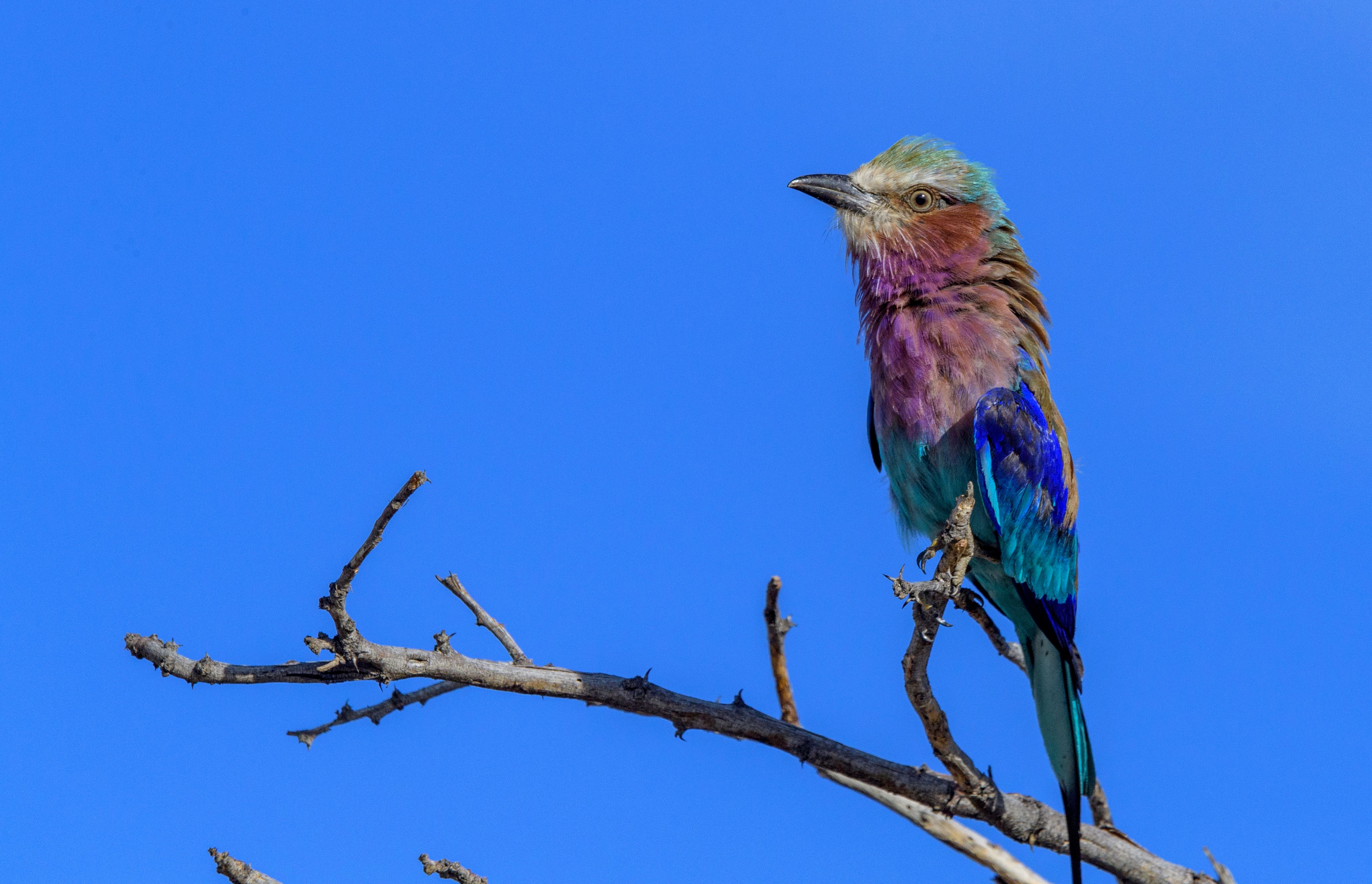 Vibrant Lilac-breasted Roller bird perched against a clear blue sky in Namibia.