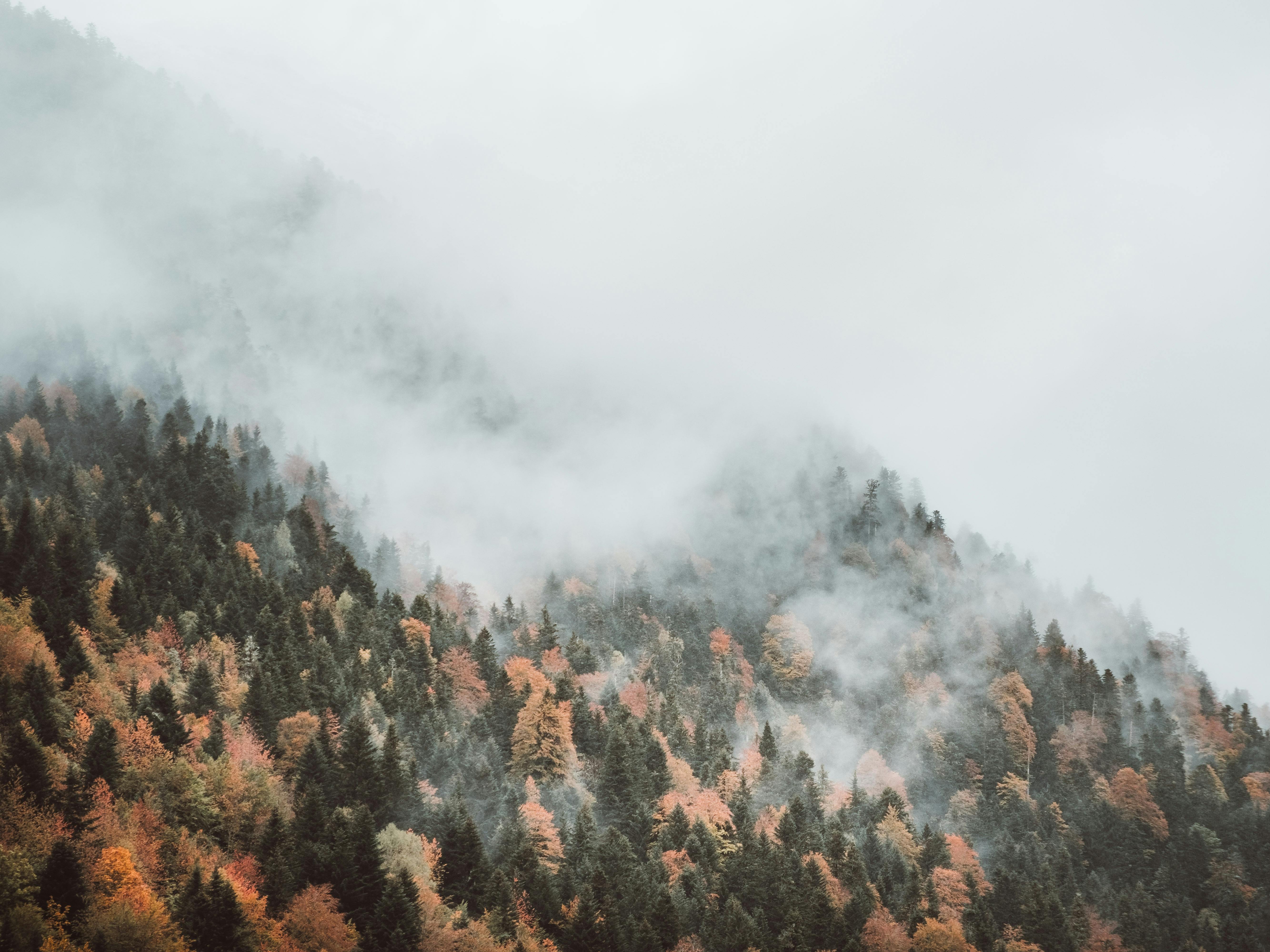 A forest filled with lots of trees under a cloudy sky photo – Free Grey  Image on Unsplash