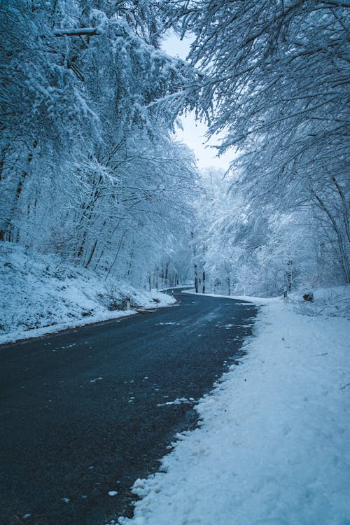 Gray Road Between Snowy Trees