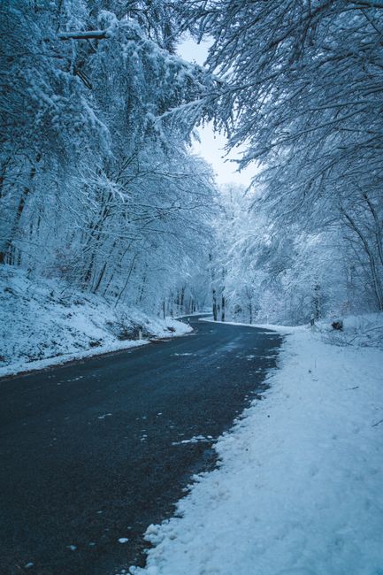 A serene winter scene with a snow-covered road winding through a frosty forest, capturing the quiet beauty of the season.