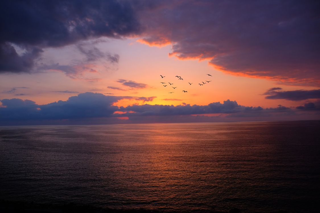 Birds Flying over the Sea during Sunset · Free Stock Photo