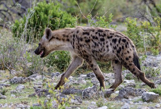 Hyaena Walking on the Field