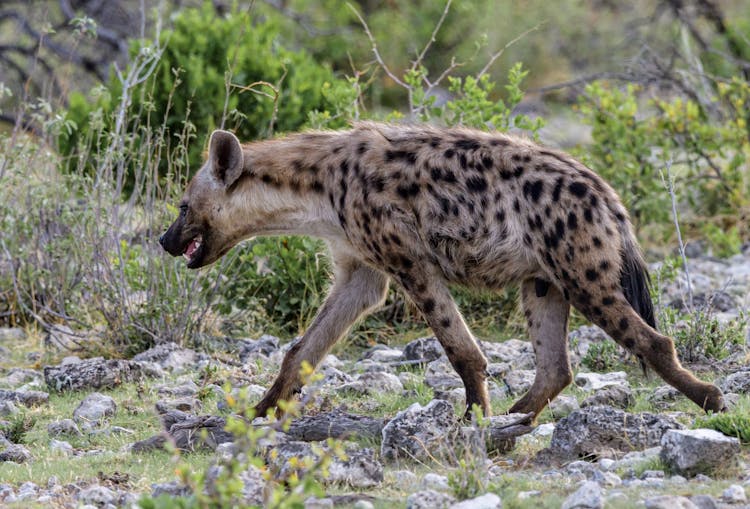 Hyaena Walking On The Field