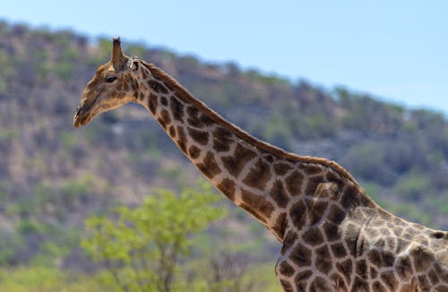 Fotos de stock gratuitas de África, animales en la naturaleza, animales salvajes