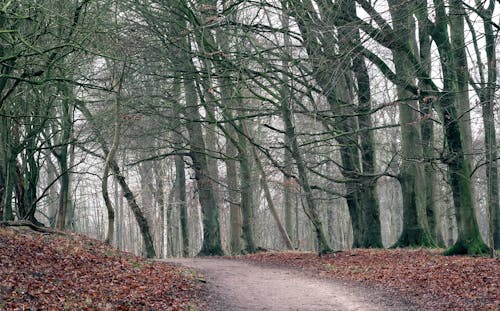 Foto d'estoc gratuïta de arbres, baguls, branques