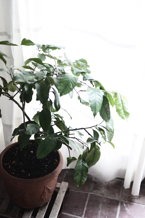Potted plant placed near window with curtain