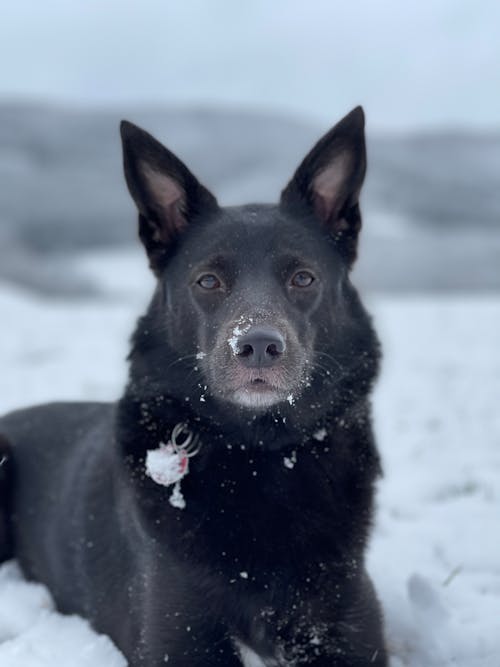 Free A Dog Sitting on the Snow Stock Photo