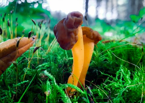 森林蘑菇 的 免费素材图片