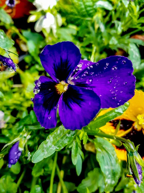 三色堇, 紫羅蘭, 紫色小花 的 免费素材图片