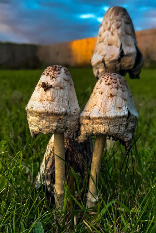 Free Detailed view of shaggy ink cap mushrooms in green grass at sunset. Stock Photo