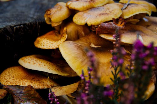 Gratis stockfoto met boleet, champignons, detailopname