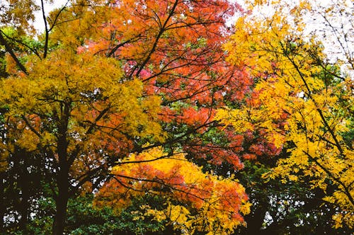 คลังภาพถ่ายฟรี ของ atmosfera de outono, ก้าน, ต้นเมเปิล