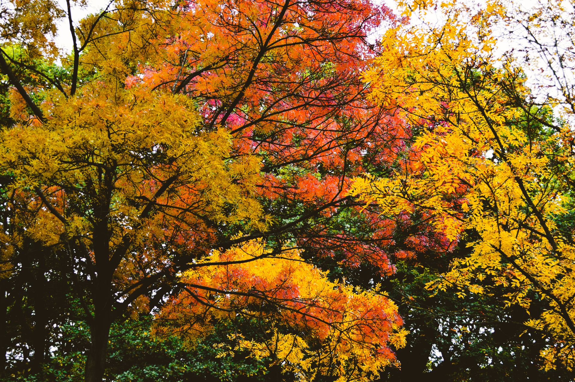 Colorful autumn leaves on maple trees create a vibrant fall scene.
