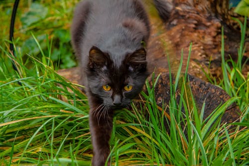 Zwarte Kat Op Groen Gras