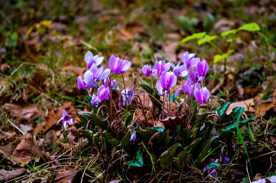 Winterharde lavendel bloeit in besneeuwde tuin. Winterharde lavendel bloeit in besneeuwde tuin.