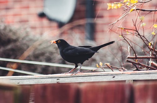 Gratis stockfoto met beest, fotografie van vogels, neergekomen