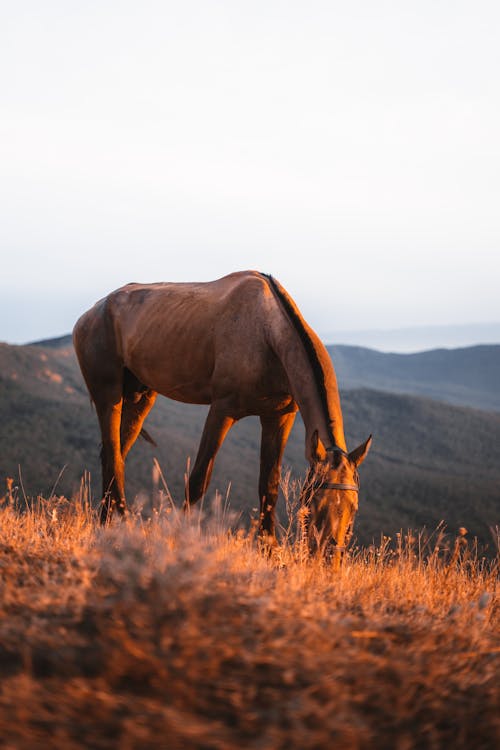 Základová fotografie zdarma na téma fotografování zvířat, hnědá tráva, hospodářská zvířata