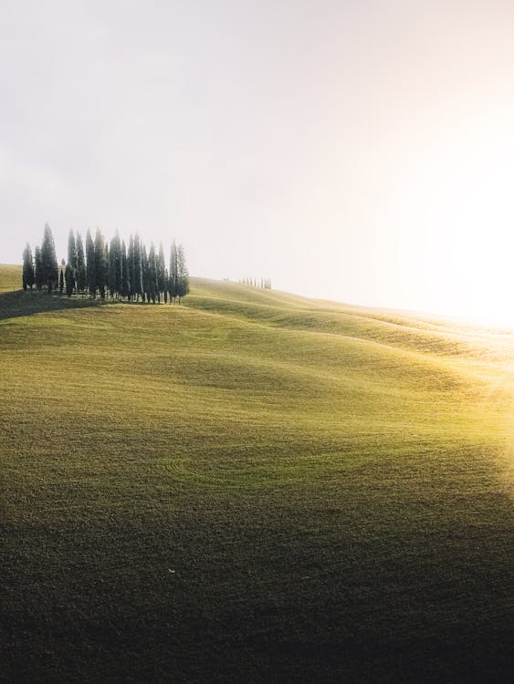 Free stock photo of agriculture, amazing, beautiful Stock Photo