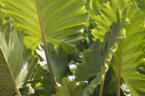 Kostnadsfri bild av gröna löv, närbild, philodendron