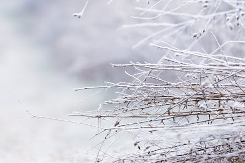 無料 コールド, 冬, 凍るの無料の写真素材 写真素材