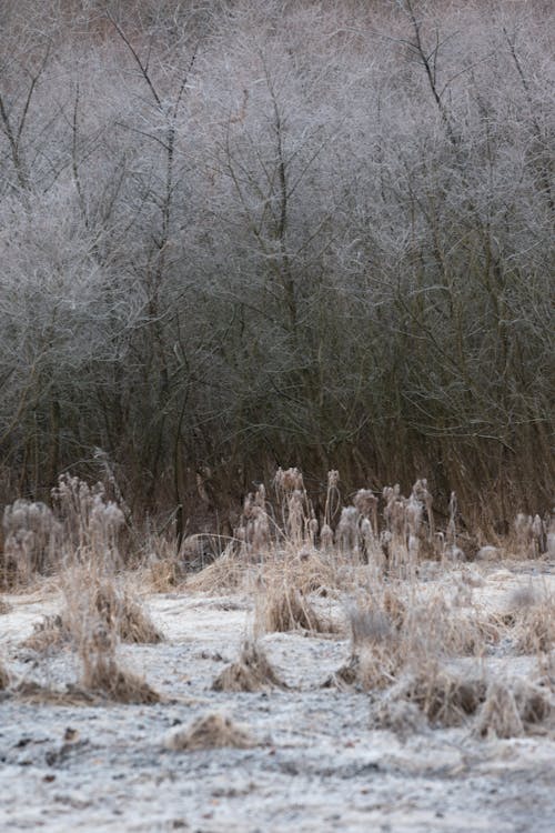 Winter Landscape of a Field and Trees