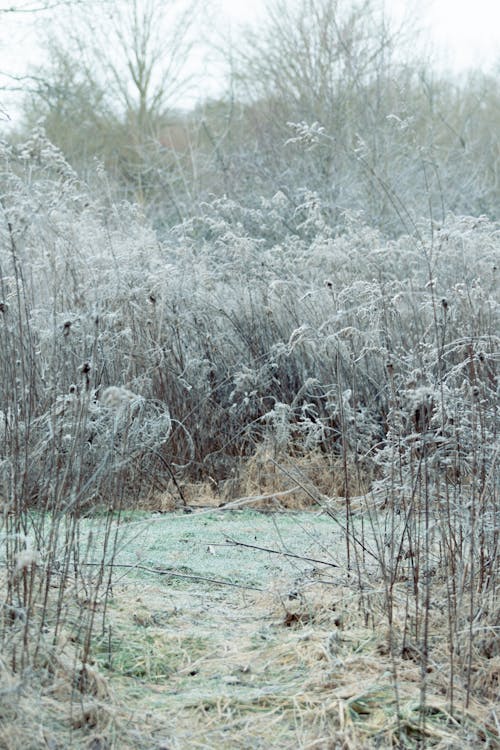 Wild High Grass Covered in Snow in Winter 