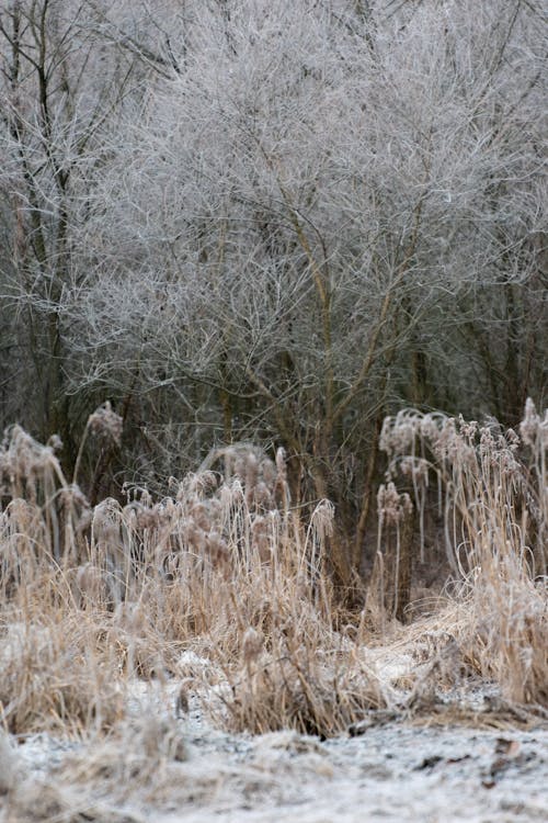 Winter Landscape of a Field and Trees