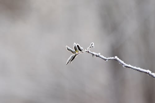 Branch in Frost on Blur Background