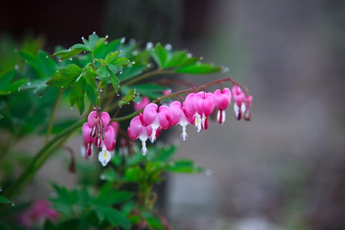 Základová fotografie zdarma na téma asijské krvácející srdce, detail, kapky rosy