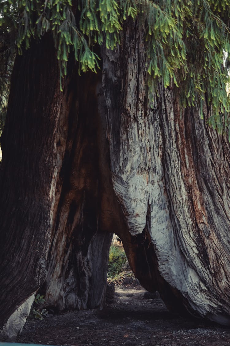 A Giant Tree With Green Leaves