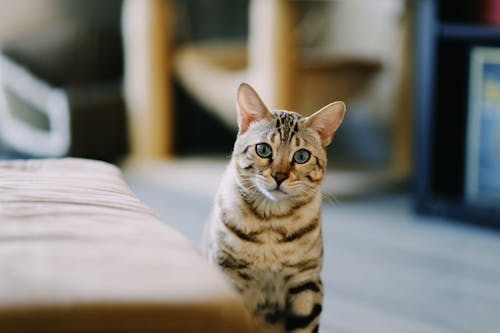 Close-Up Shot of a Tabby Cat 