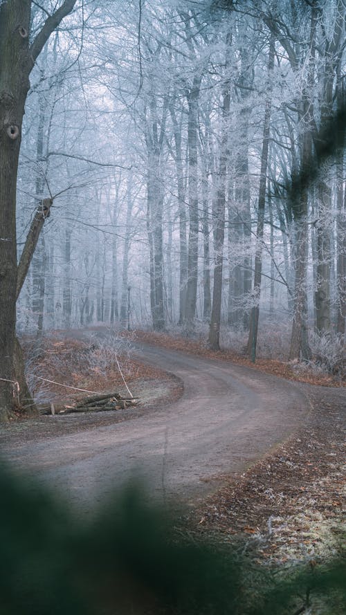 Free stock photo of forest, hoarfrost, road Stock Photo