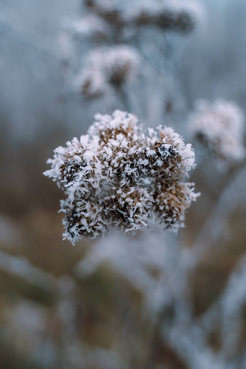 Close-up of a Plant Covered in Snow and Frost 