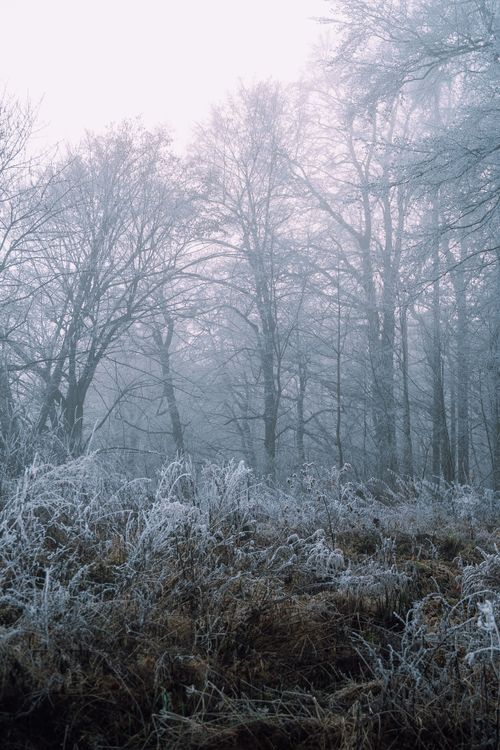 Free Serene view of a foggy winter forest with frosted trees in Poland. Stock Photo