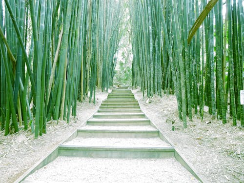 Fotobanka s bezplatnými fotkami na tému bambusové stromy, bambusy, betónové schody