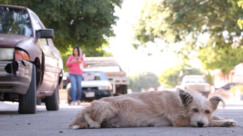 A Dog Lying on the Road