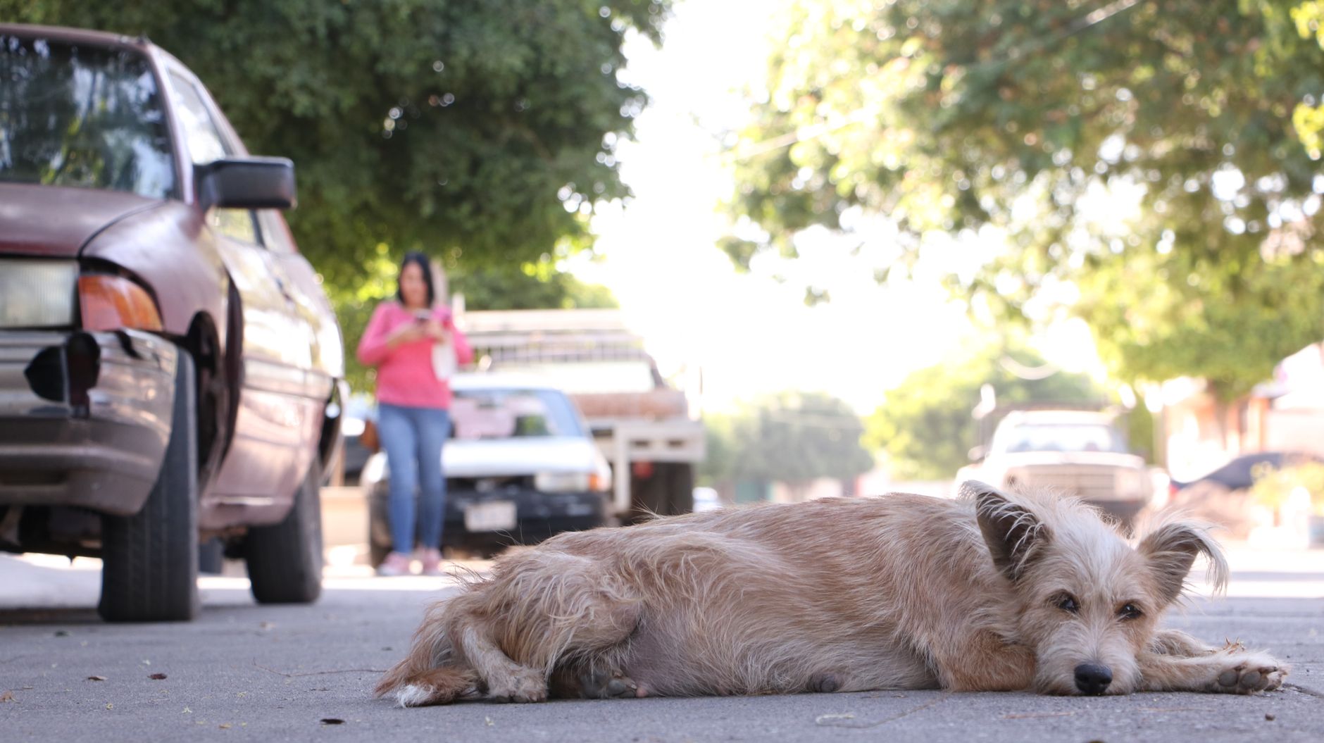 Portrait of a dog at a veterinary clinic