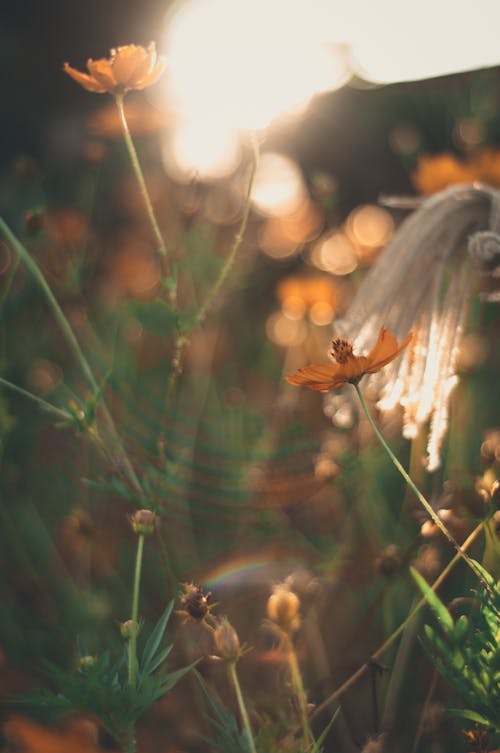 Scenic view of bright blossoming flowers with gentle petals and thin stalks on meadow in sunlight