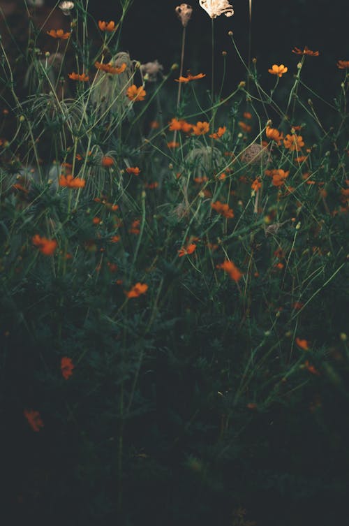 Blossoming flowers on countryside meadow in evening