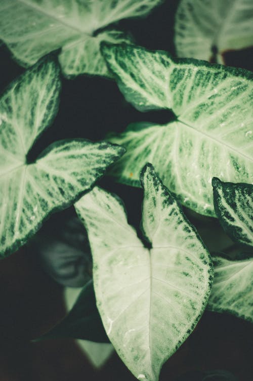 Δωρεάν στοκ φωτογραφιών με araceae, background, copy space