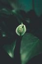 Blooming peace lily with lush leaves in garden
